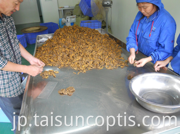 Chinese Herbal Medicines Wholesale Coptis